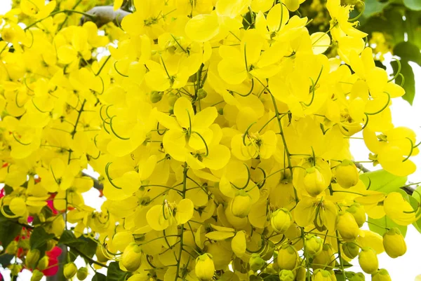 Goldene Dusche Gelbe Blumen Blühen Sommer — Stockfoto