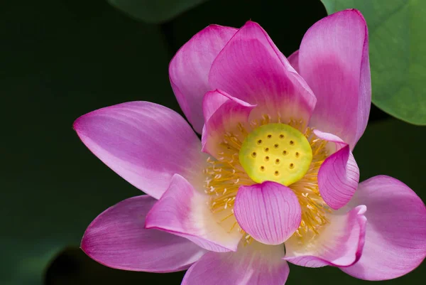 Piękny Kwiat Lotosu Ogrodzie — Zdjęcie stockowe