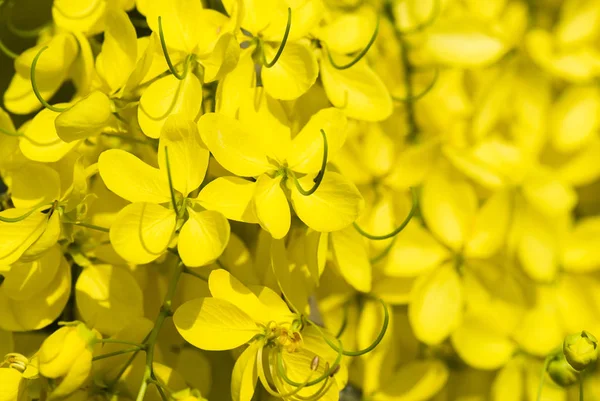 Goldene Dusche Gelbe Blumen Blühen Sommer — Stockfoto