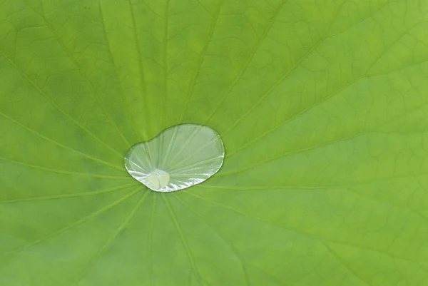 Drops Water Lotus Leaf — Stock Photo, Image