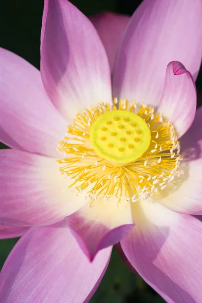 庭の美しい蓮の花 — ストック写真