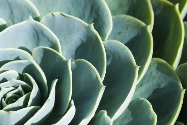 Succulent plan in the garden