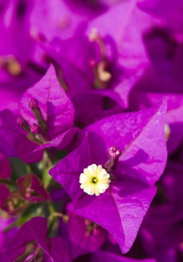 Bahçedeki Bougainvillea çiçeği