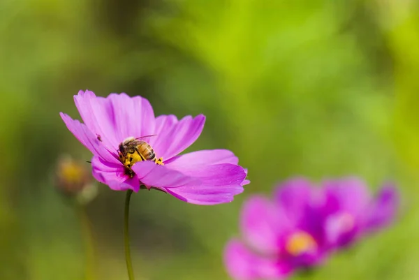 Frühling Gänseblümchen Blume Und Biene — Stockfoto