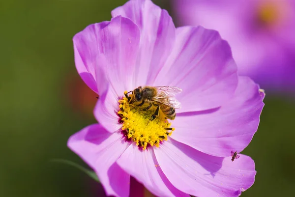 Frühling Gänseblümchen Blume Und Biene — Stockfoto