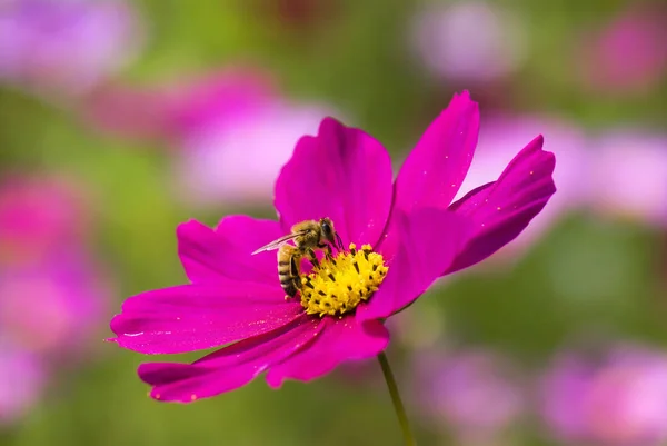 Primavera Sola Margarita Flor Abeja — Foto de Stock