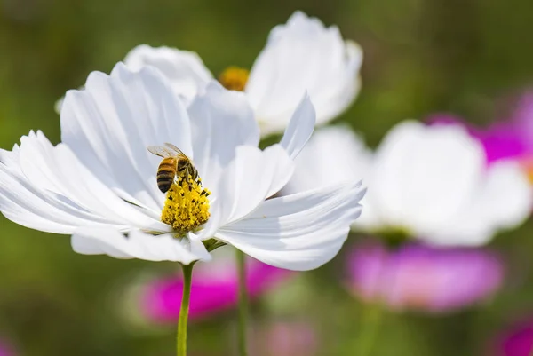 Frühling Gänseblümchen Blume Und Biene — Stockfoto