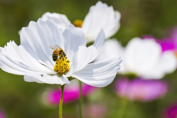 Frühling Gänseblümchen Blume Und Biene — Stockfoto