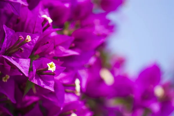 Bougainvillea Blume Garten — Stockfoto