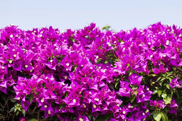 Bougainvillea Virág Kertben — Stock Fotó