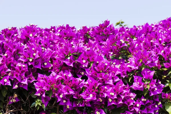 Bougainvillea Virág Kertben — Stock Fotó