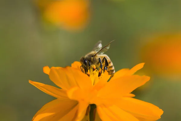 Jarní Jednokvětá Květina Včela — Stock fotografie