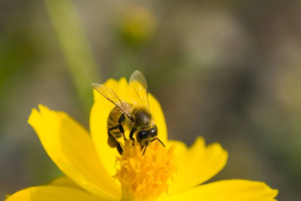 Vår Enda Tusensköna Blomma Och — Stockfoto