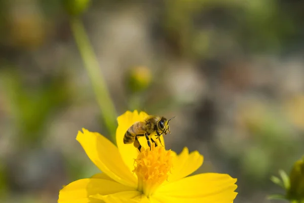 Vår Enda Tusensköna Blomma Och — Stockfoto