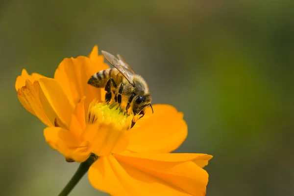 Vår Enda Tusensköna Blomma Och — Stockfoto