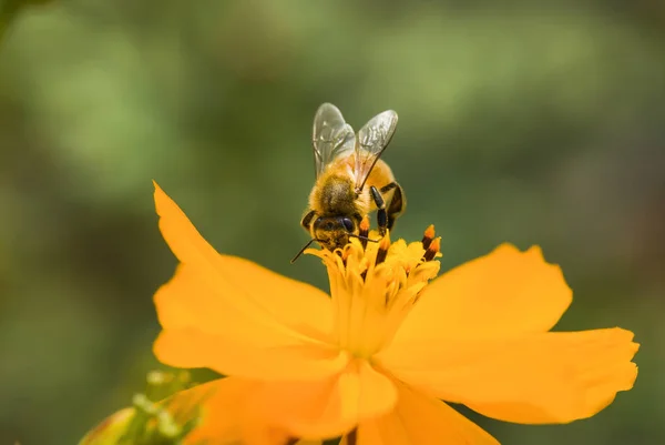 Vår Enda Tusensköna Blomma Och — Stockfoto