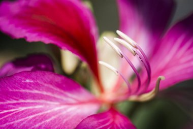 Ercik Bauhinia purpurea çiçek bulanıklık arka plan, sığ Dof üzerinde makro.