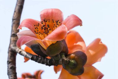 Ağaçların çiçek açan itx ceiba çiçekler