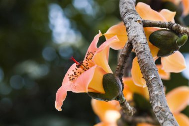 Ağaçların çiçek açan itx ceiba çiçekler