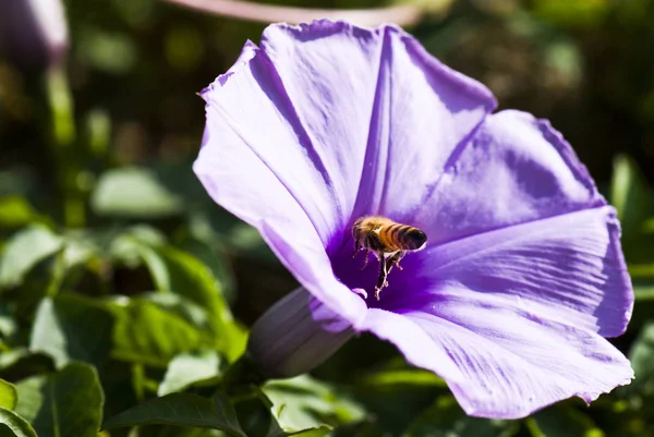 Крупный План Фиолетовый Цветок Утренней Славы Пчелой — стоковое фото
