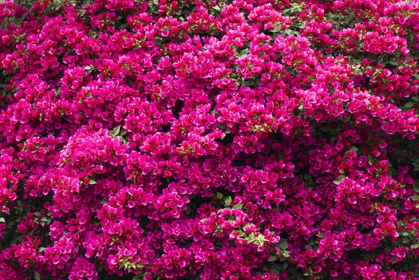 Bougainvillea Virág Kertben — Stock Fotó