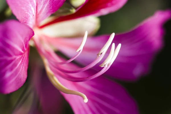 Makro Tyčinka Květinu Bauhinia Purpurea Rozostření Pozadí Mělké Dof — Stock fotografie