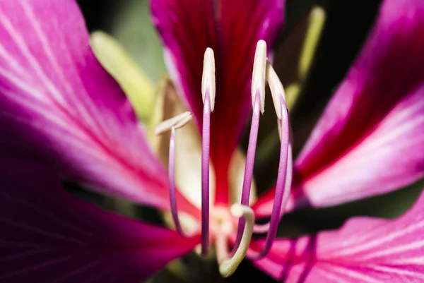 Macro Estambre Una Flor Bauhinia Purpurea Sobre Fondo Borroso Shallow —  Fotos de Stock