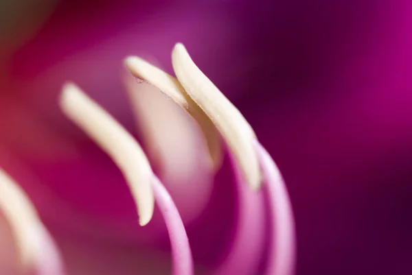 Makro Tyčinka Květinu Bauhinia Purpurea Rozostření Pozadí Mělké Dof — Stock fotografie