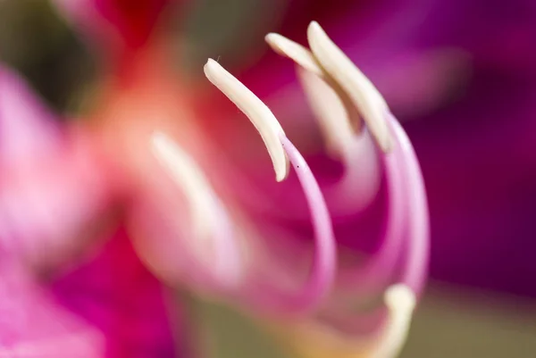 Macro Estambre Una Flor Bauhinia Purpurea Sobre Fondo Borroso Shallow —  Fotos de Stock