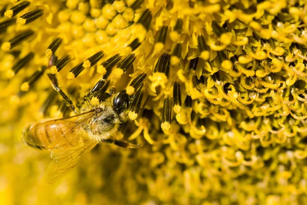 Abeille Reposée Sur Une Fleur Soleil — Photo