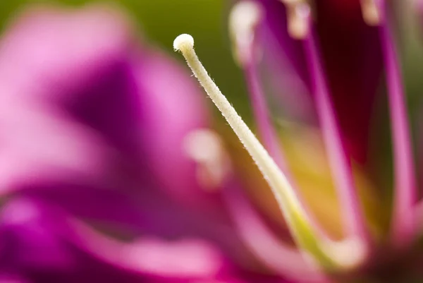Macro Estambre Una Flor Bauhinia Purpurea Sobre Fondo Borroso Shallow —  Fotos de Stock
