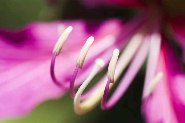 Makro Tyčinka Květinu Bauhinia Purpurea Rozostření Pozadí Mělké Dof — Stock fotografie