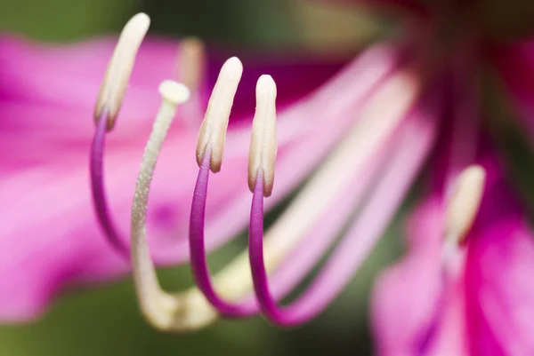 Macro Estame Uma Flor Bauhinia Purpurea Fundo Desfocado Dof Rasa — Fotografia de Stock