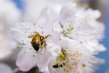 Cherry Blossom üzerinde dinlenmiş bal arısı