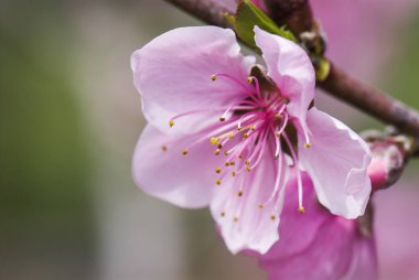 Şeftali çiçekleri bahçede çiçek açan
