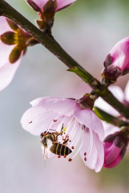 pembe bir şeftali çiçek üzerinde dinlenmiş bal arısı
