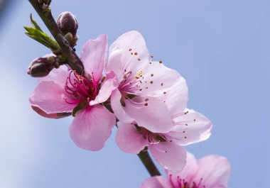 Şeftali çiçekleri bahçede çiçek açan
