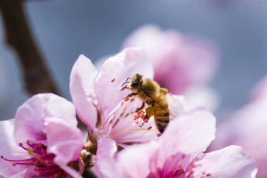 pembe bir şeftali çiçek üzerinde dinlenmiş bal arısı
