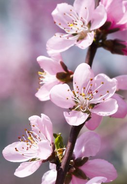 Şeftali çiçekleri bahçede çiçek açan