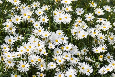 Makro görünümü Digitalis çiçek