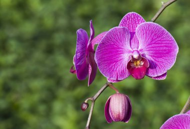Pembe Orkide Bahçe içinde closeup