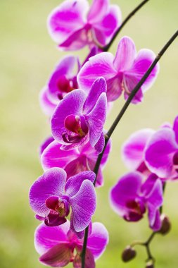 Pembe Orkide Bahçe içinde closeup
