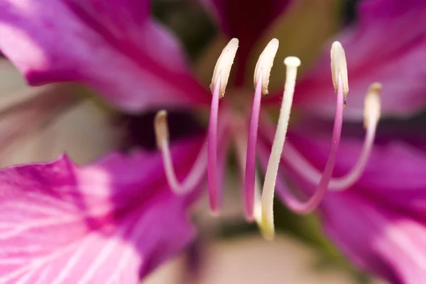 Makro Tyčinka Květinu Bauhinia Purpurea Rozostření Pozadí Mělké Dof — Stock fotografie