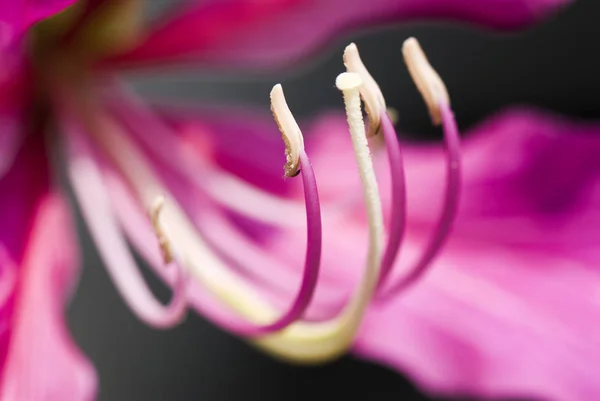 Makro Tyčinka Květinu Bauhinia Purpurea Rozostření Pozadí Mělké Dof — Stock fotografie