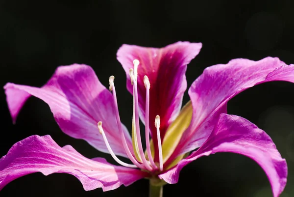 Bauhinia Purpurea Květin Orchideje Strom Variegata — Stock fotografie