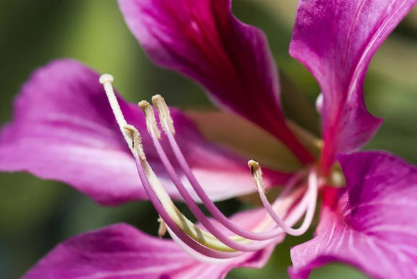 Makro Tyčinka Květinu Bauhinia Purpurea Rozostření Pozadí Mělké Dof — Stock fotografie