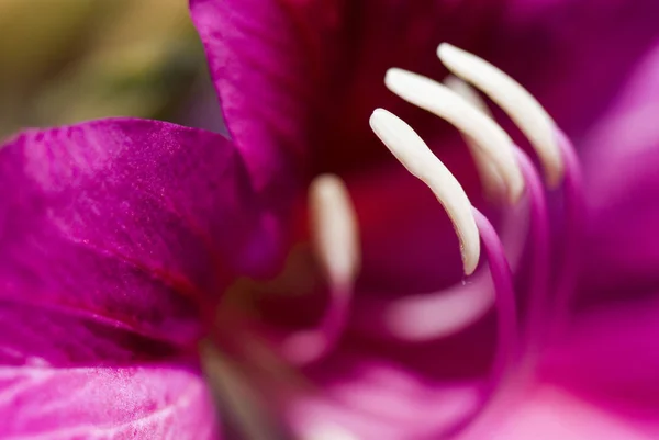 Makro Tyčinka Květinu Bauhinia Purpurea Rozostření Pozadí Mělké Dof — Stock fotografie