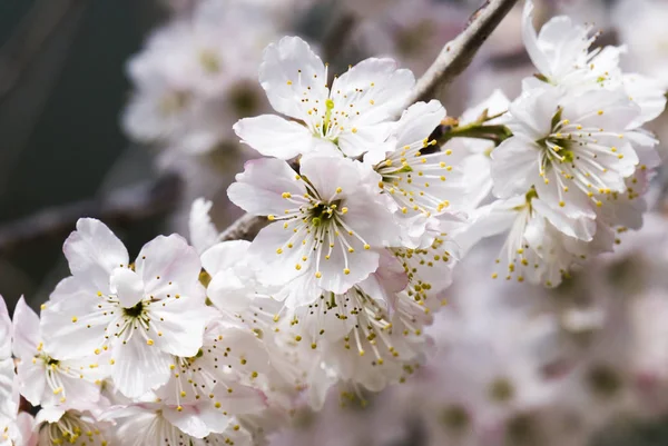 Flor Cerezo Florecen Temporada Primavera — Foto de Stock