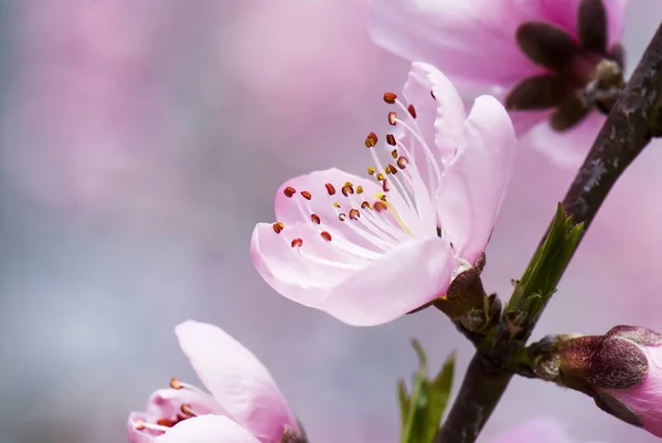 Peach Flowers Blooming Garden — Stock Photo, Image