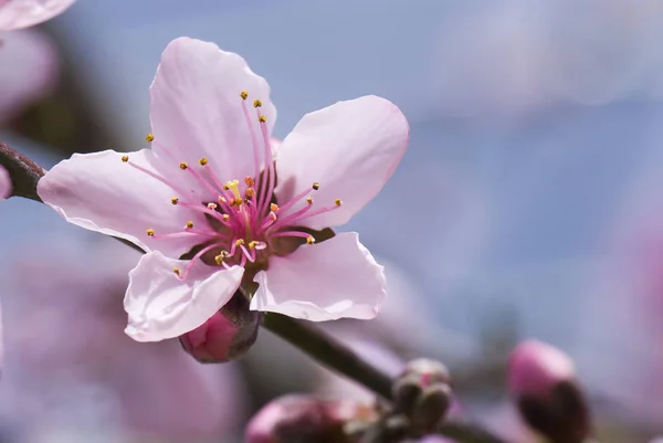 Peach Kwiaty Kwitnące Ogrodzie — Zdjęcie stockowe